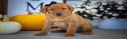 Labrador Retriever dogs for sale: NORMAN - Ad 17