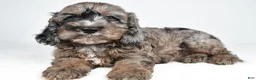 Cockapoo dogs for sale: Jake - Ad 5