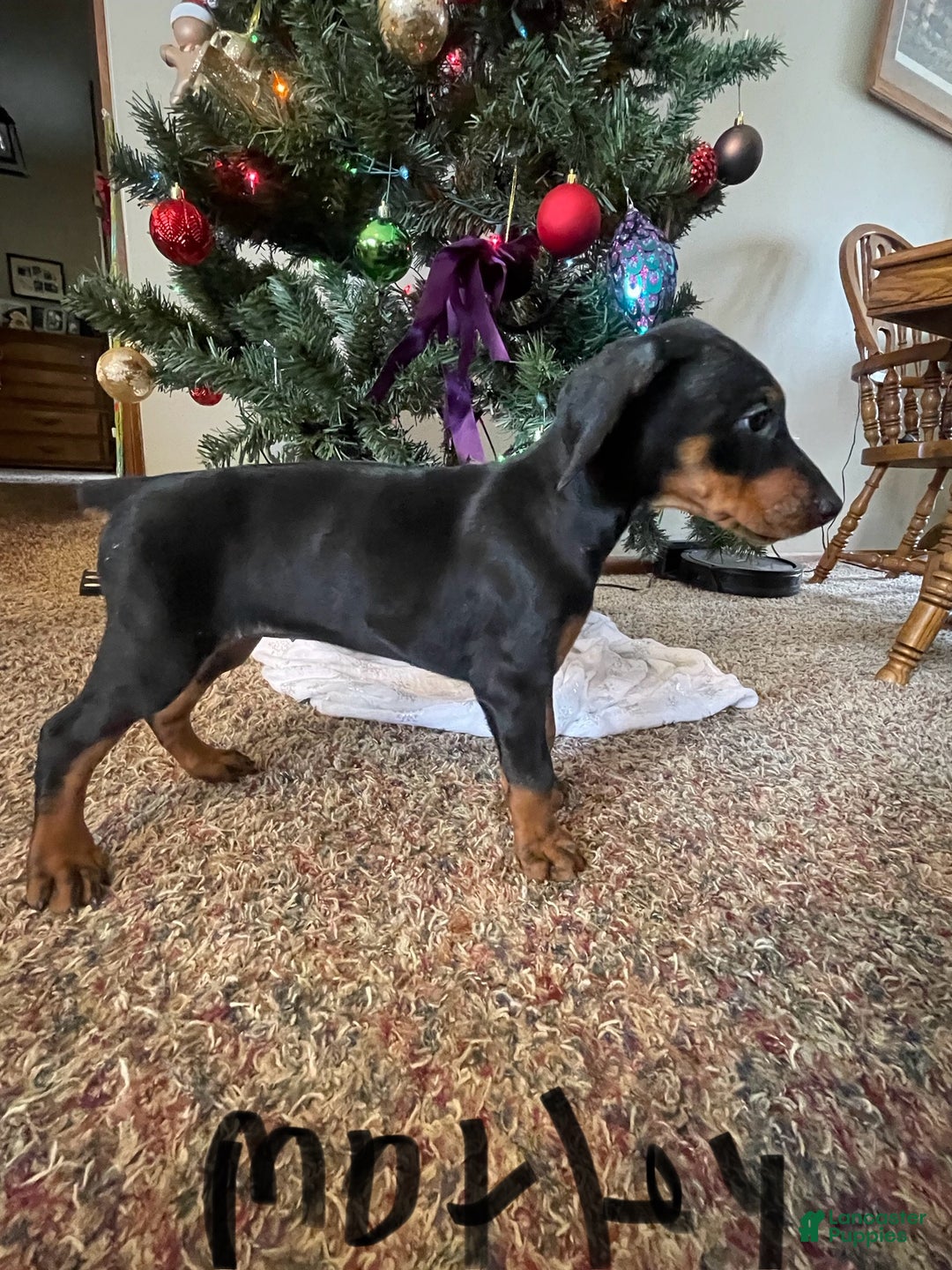 Doberman Pinscher dogs for sale: Motley - Ad 7
