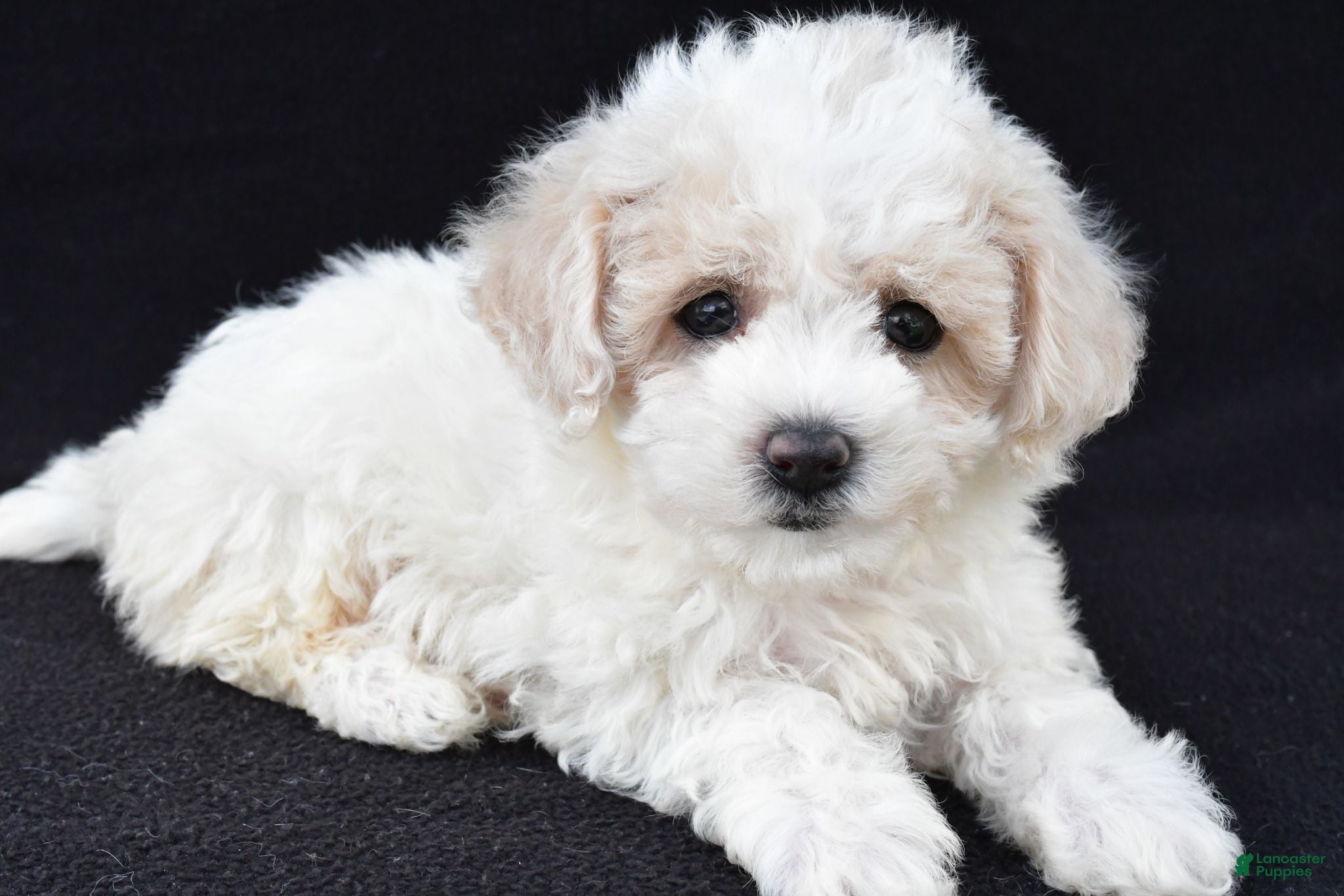 Cavachon dogs Jenny - Ad 1