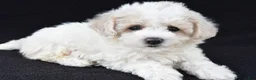 Cavachon dogs for sale: Jenny - Ad 1