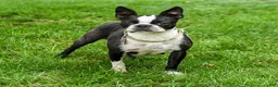 Boston Terrier dogs for sale: Vienna - Ad 6