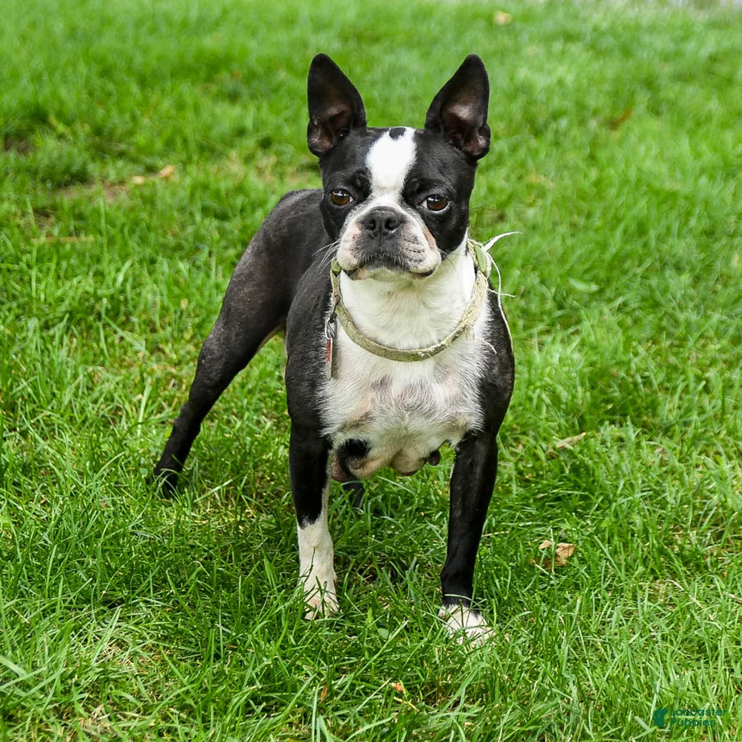 Boston Terrier dogs for sale: Vienna - Ad 6