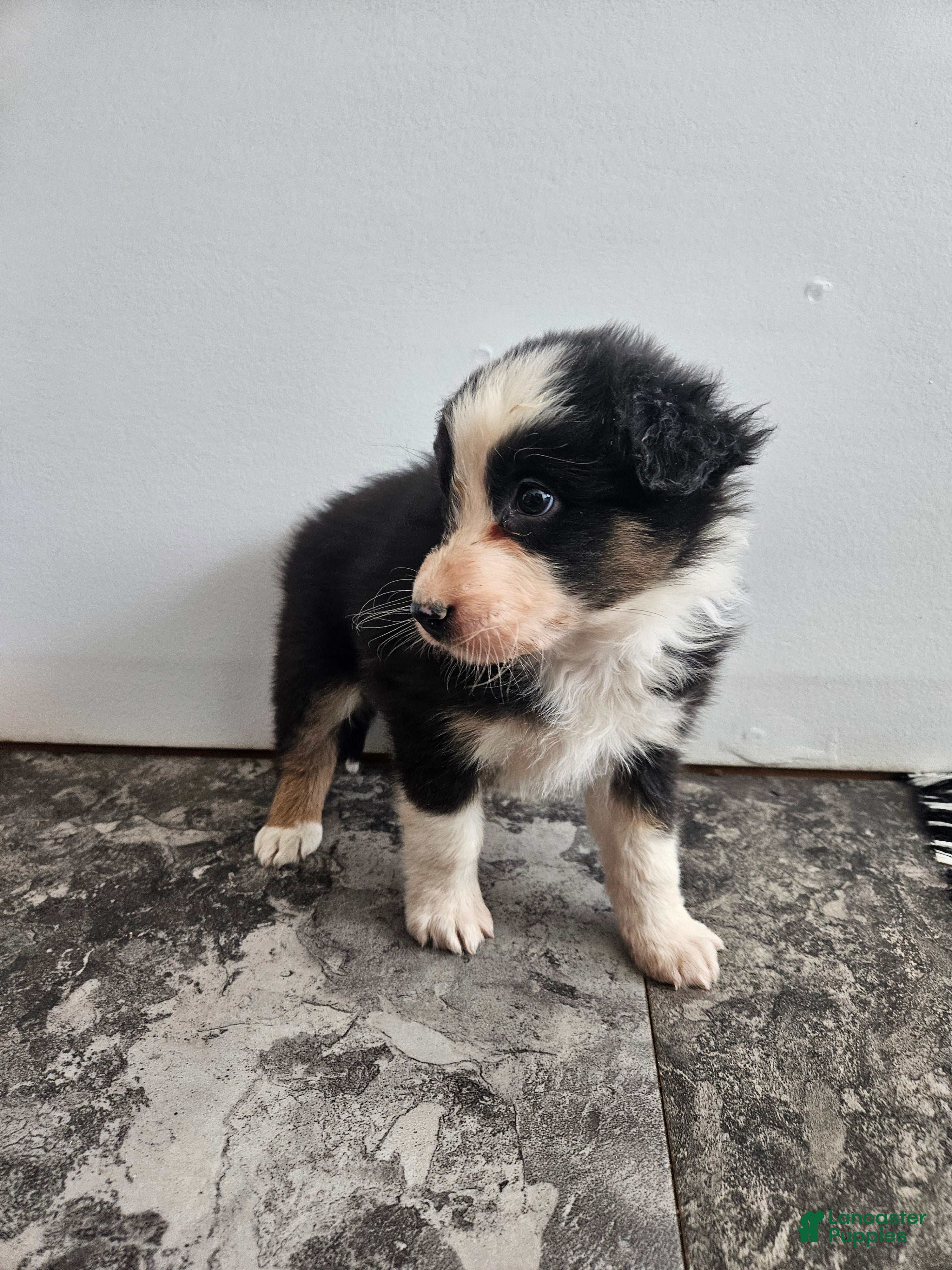 Australian Shepherd dogs Cheif - Ad 40