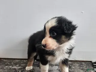 Australian Shepherd dogs Cheif - Ad 40