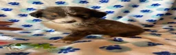 Mixed Breed dogs for sale: Fiona - Ad 4