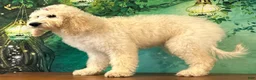 Goldendoodle dogs for sale: Jewel - Ad 3