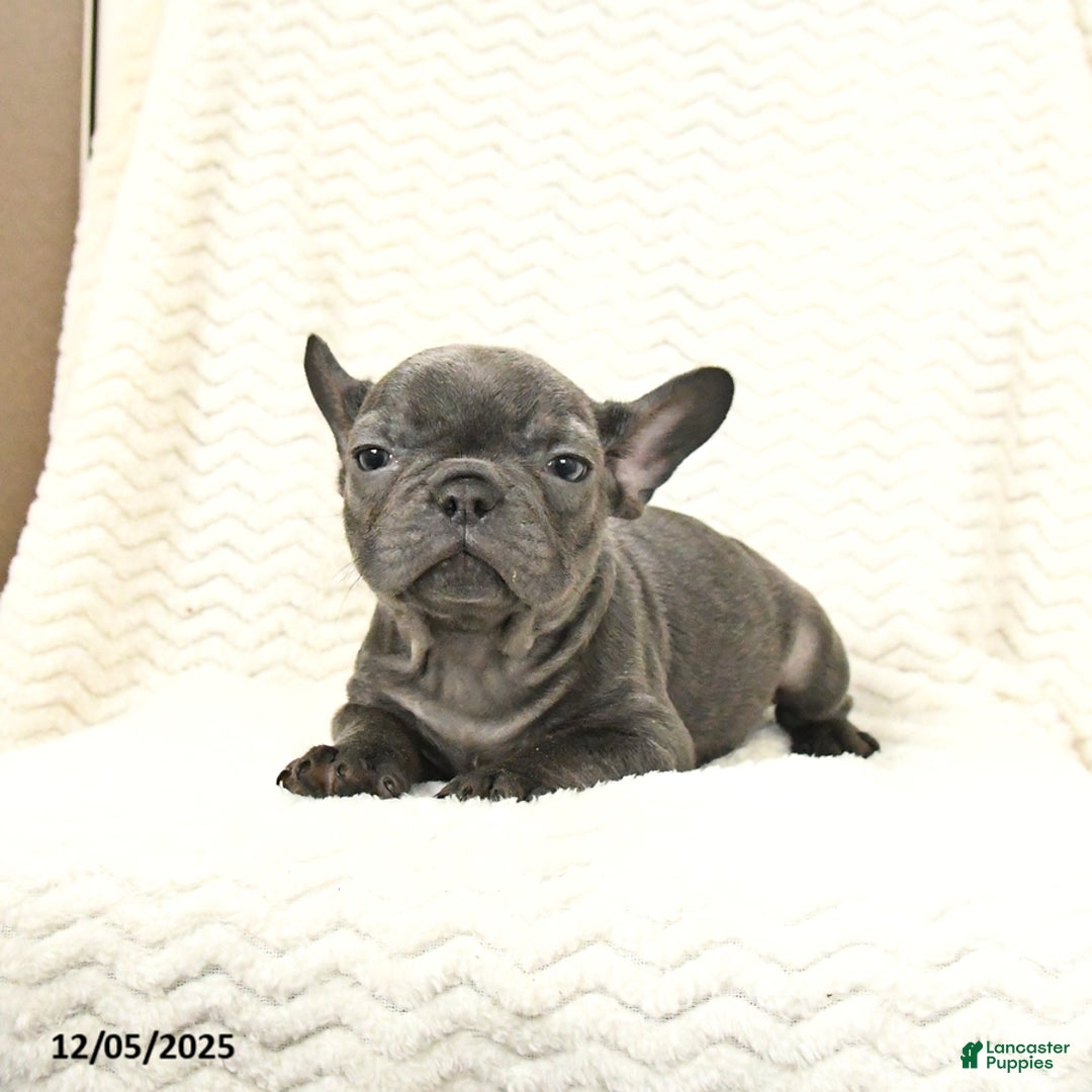 French Bulldog dogs for sale: Bear - Ad 2