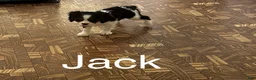 Cavalier King Charles Spaniel dogs for sale: Cavalier King Charles Spaniel Puppy 2 - Ad 3