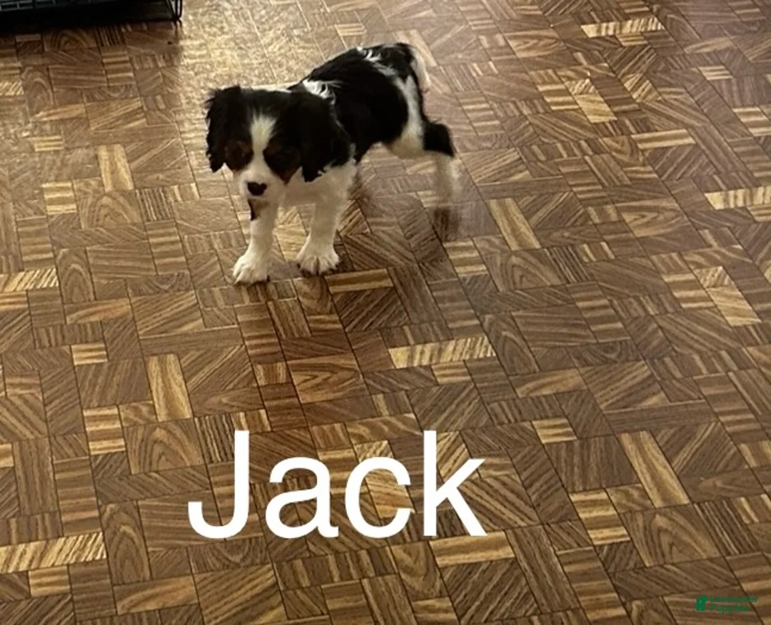 Cavalier King Charles Spaniel dogs for sale: Cavalier King Charles Spaniel Puppy 2 - Ad 3