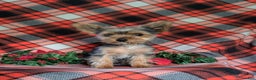Yorkshire Terrier dogs for sale: Quaid Teacup - Ad 2