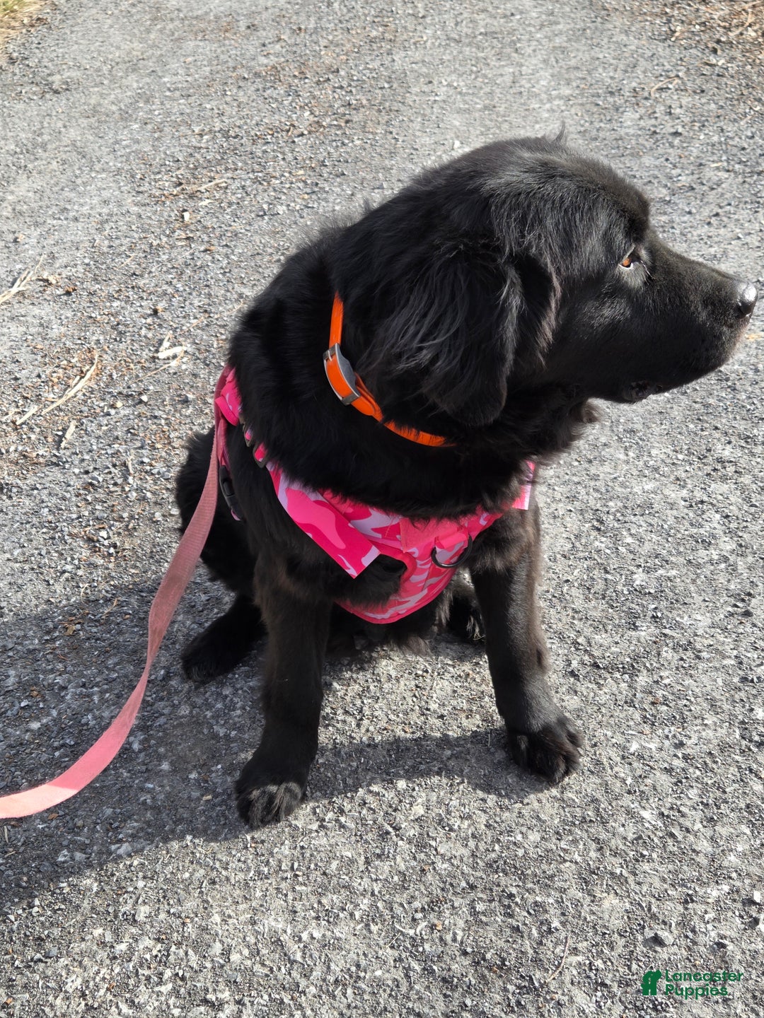 Newfoundland dogs for sale: Dakota  - Ad 4