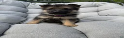 German Shepherd dogs for sale: Maisie - Ad 2