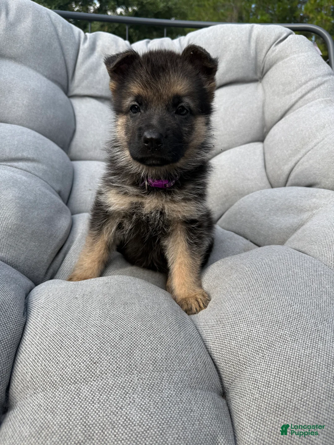 German Shepherd dogs for sale: Maisie - Ad 2