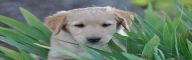 Cheerio