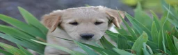 Mixed Breed dogs for sale: Cheerio - Ad 1