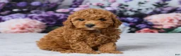 Cavapoo dogs for sale: Twix - Ad 3