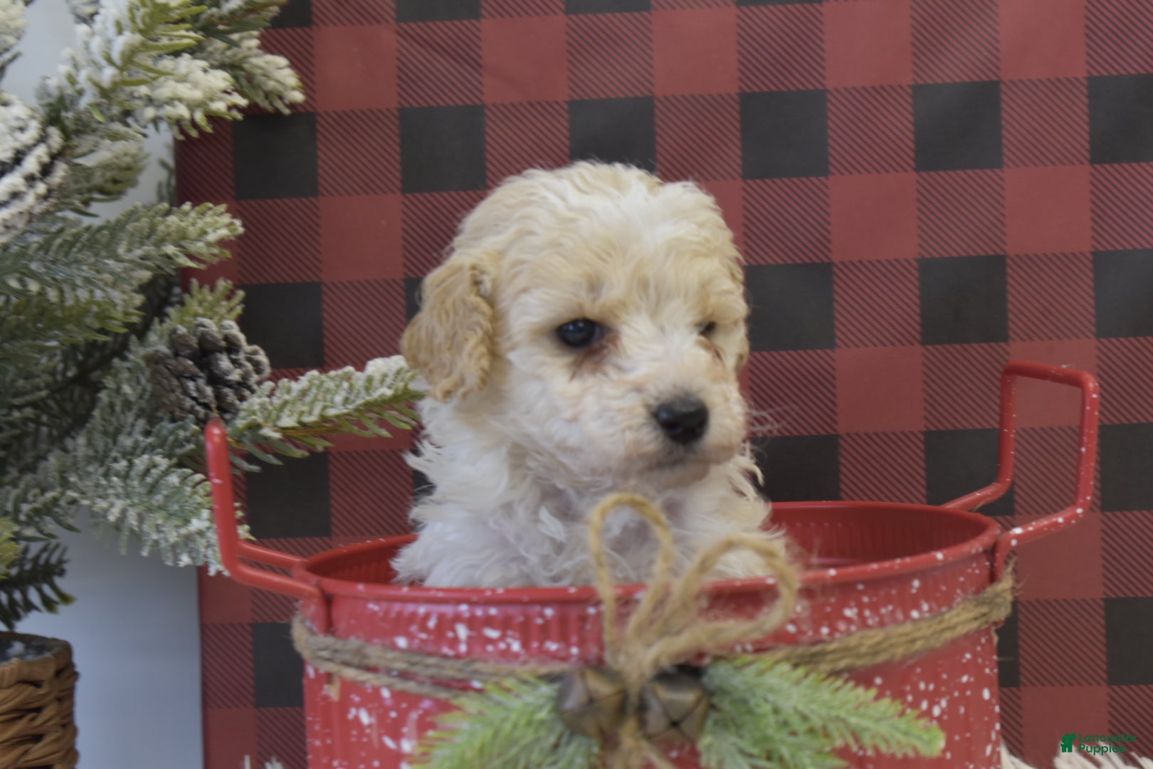 Miniature Poodle dogs Matt - Ad 2