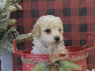 Miniature Poodle dogs Matt - Ad 30