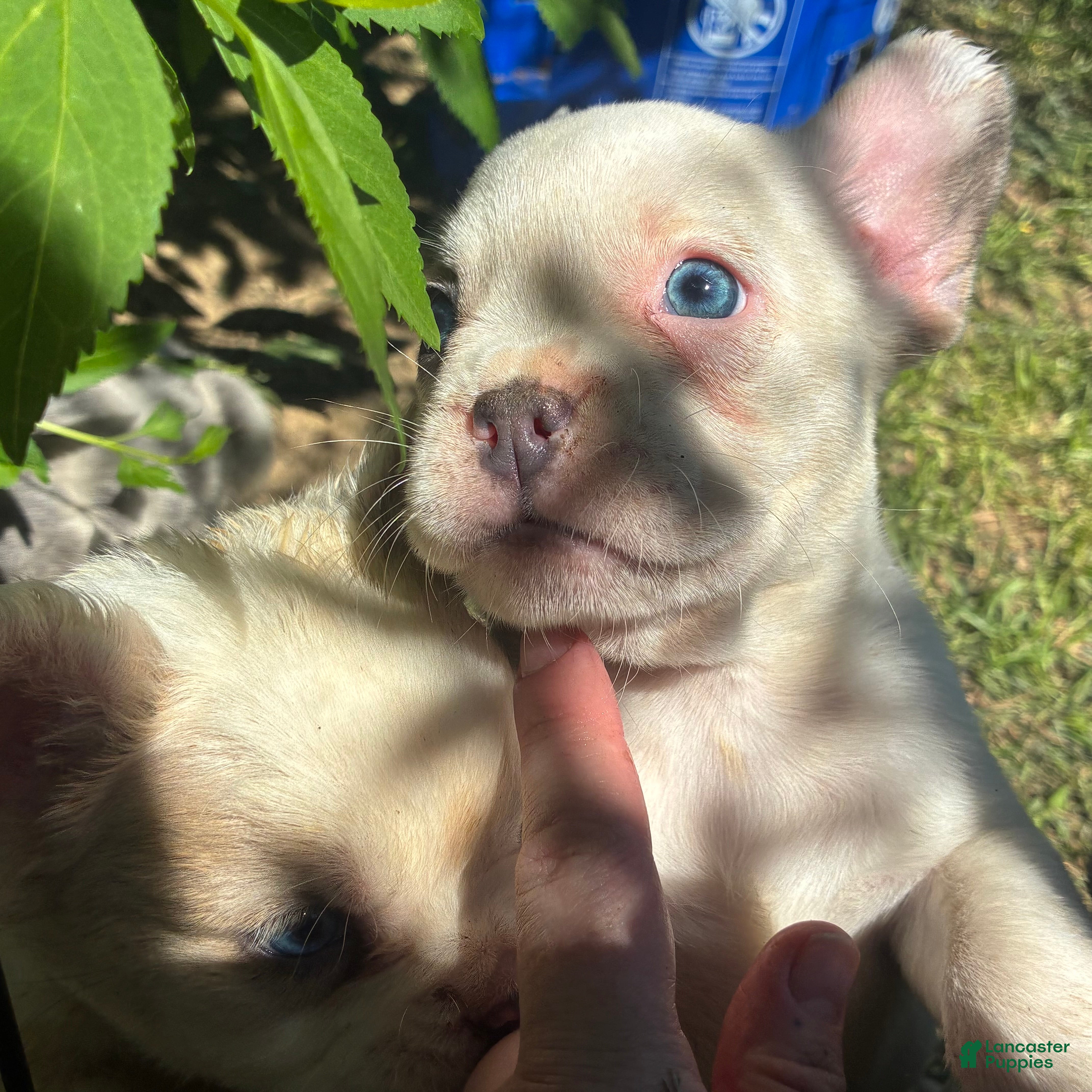 French Bulldog dogs French Bulldog Puppy 7 (standard fur) - Ad 2
