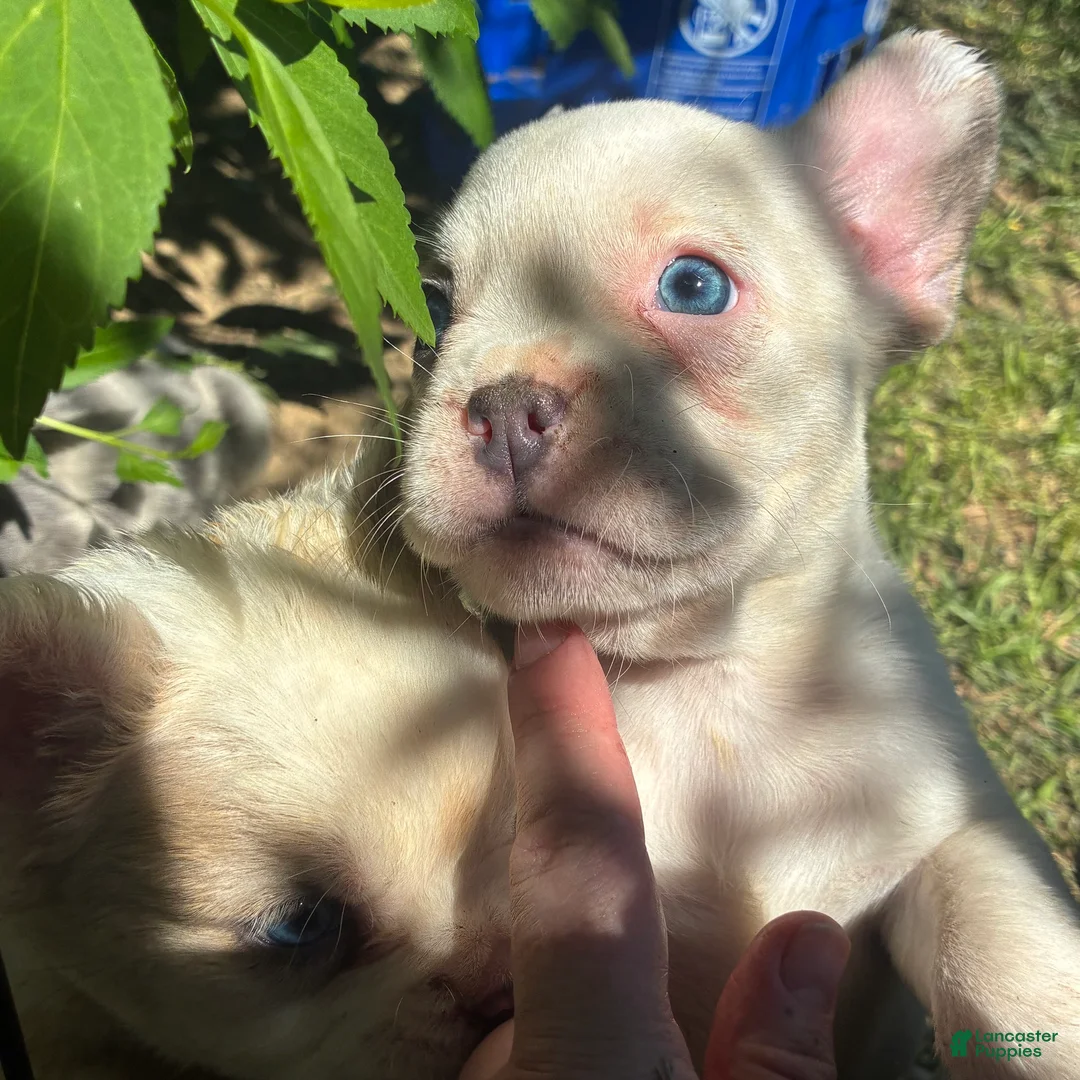 French Bulldog dogs for sale: French Bulldog Puppy 7 (standard fur) - Ad 2