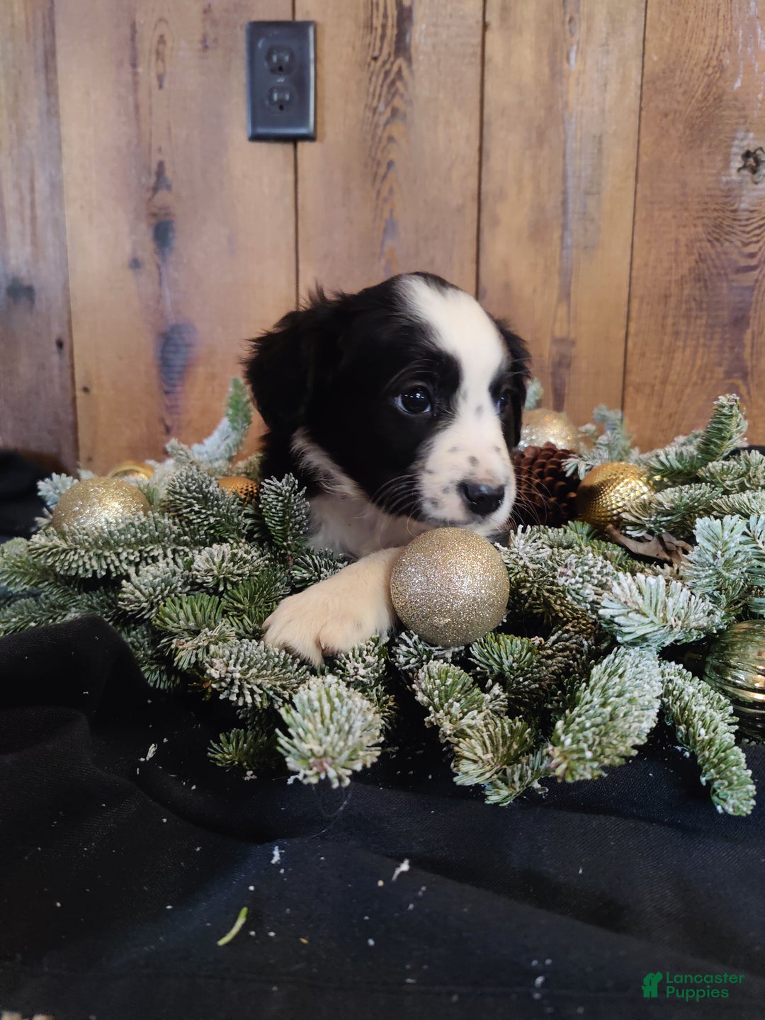 Mixed Breed dogs for sale: Elizabeth  - Ad 3