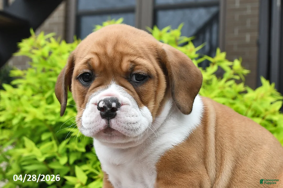 Beabull dogs for sale: Mindy - Ad 5