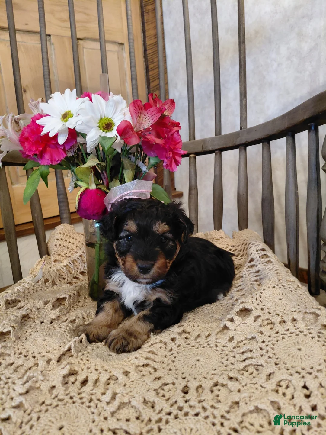 Mini Aussiedoodle dogs for sale: Derek - Ad 1
