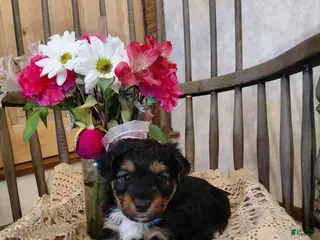 Mini Aussiedoodle dogs for sale: Derek - Ad 4