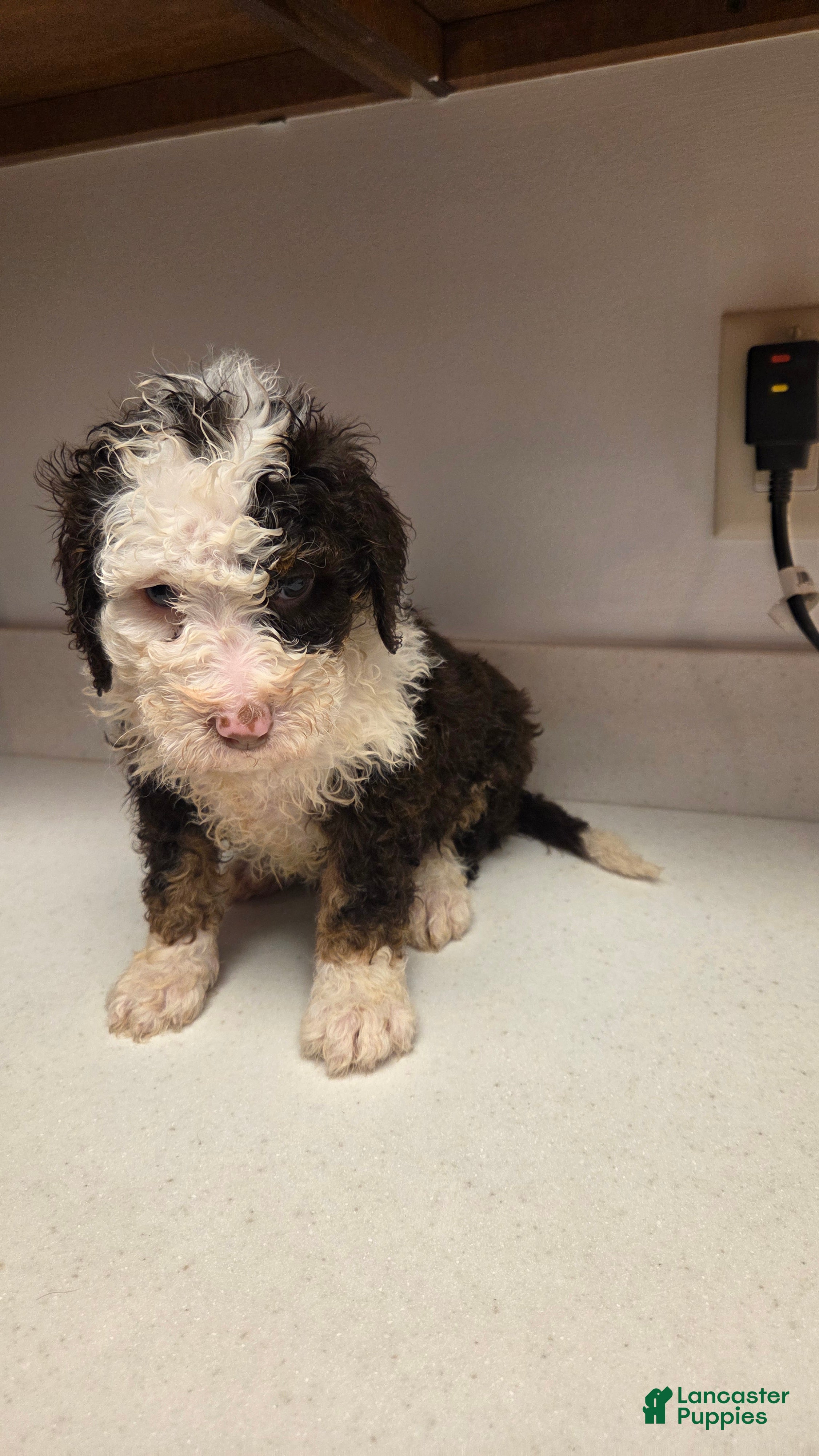 Bernedoodle dogs Oreo - Ad 2