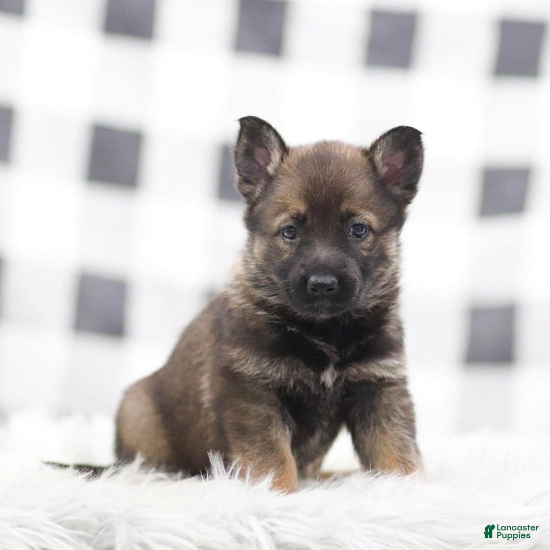 German Shepherd dogs for sale: Felicity - Ad 1