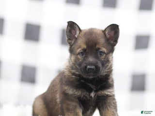 German Shepherd dogs Felicity - Ad 7