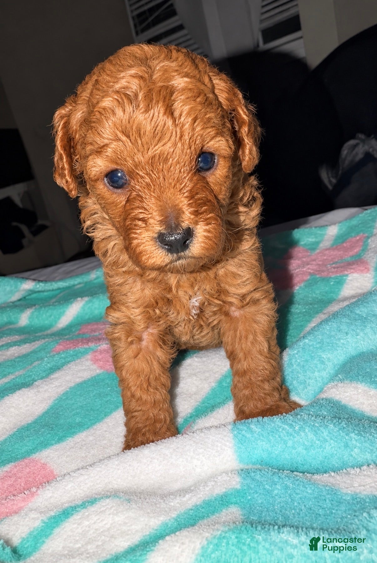 Toy Poodle dogs for sale: Milo - Ad 10