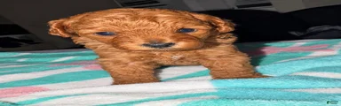 Milo