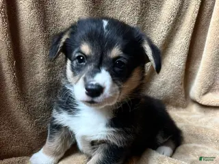 Welsh Corgi Pembroke dogs Spark - Ad 1