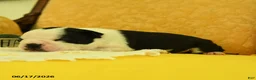 Boston Terrier dogs for sale: Vera - Ad 4