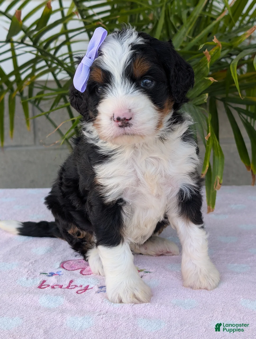 Mini Bernedoodle dogs for sale: Mini Sadie  - Ad 24