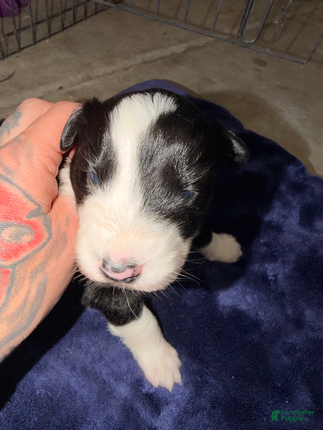 Australian Shepherd dogs for sale: Australian Shepherd Puppy- Nico  - Ad 6