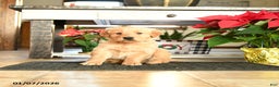 Golden Retriever dogs for sale: Rodger - Ad 3