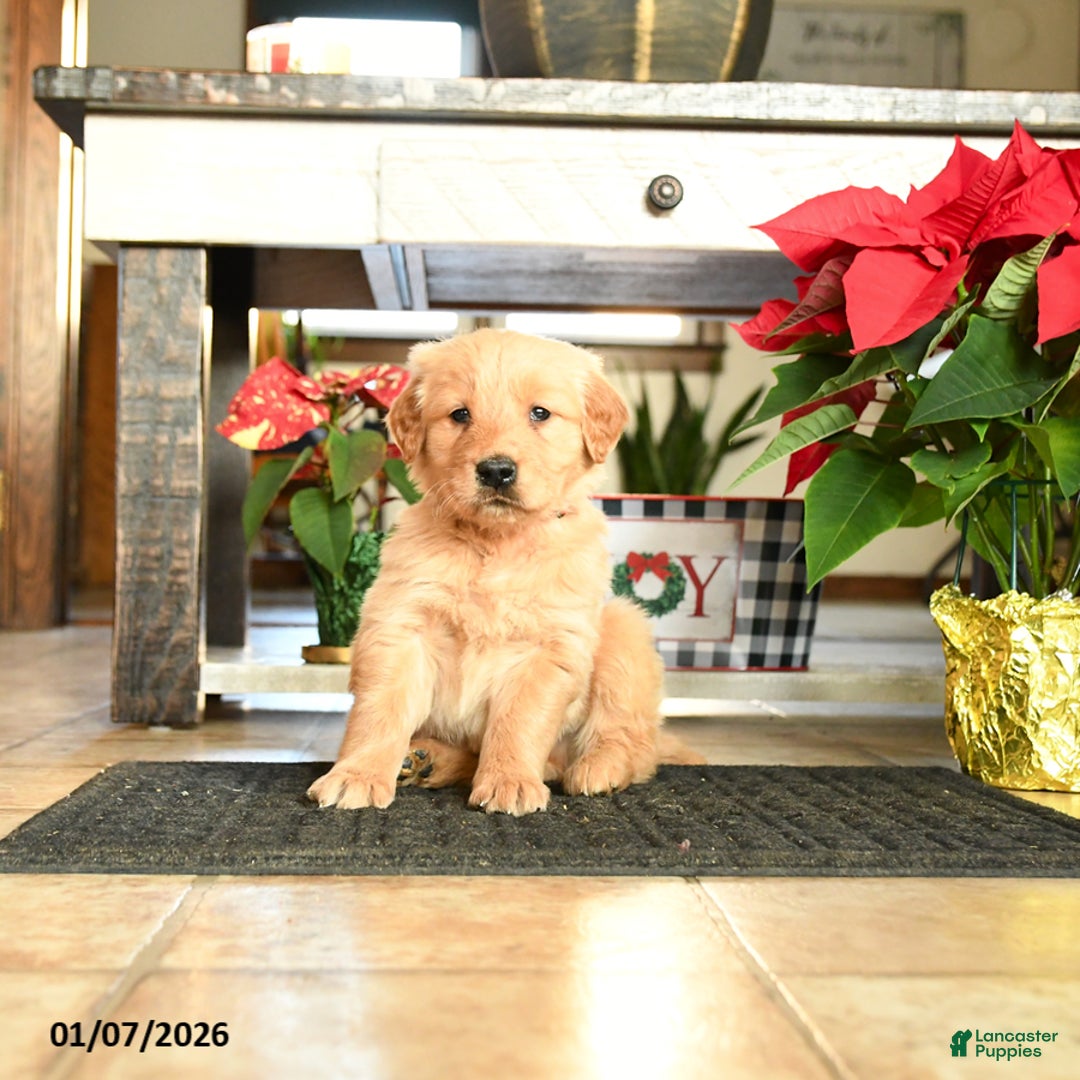 Golden Retriever dogs for sale: Rodger - Ad 3