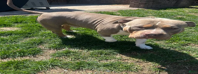 Capone