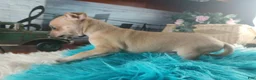 Chihuahua dogs for sale: Haleys fawn boy - Ad 3