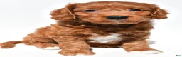 Mini Goldendoodle dogs for sale: Hope - Ad 6