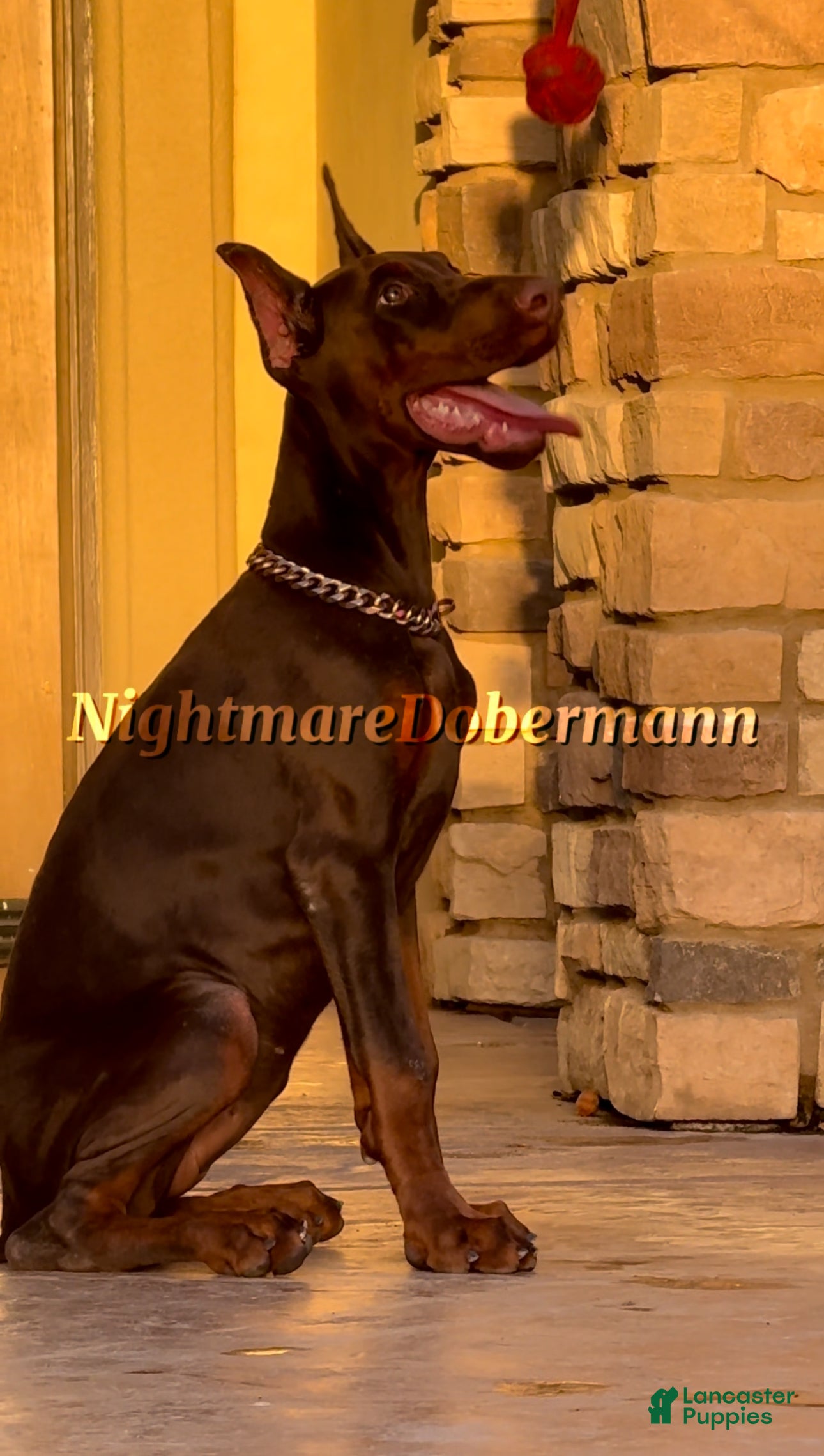 Doberman Pinschers Smartest Doberman German Pinscher And Doberman - Main Image