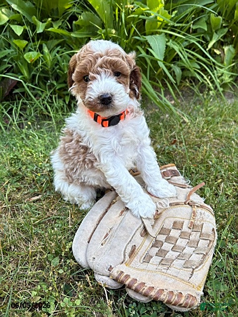 Goldendoodle dogs Alex - Ad 2