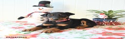 Doberman Pinscher dogs for sale: Becca - Ad 3