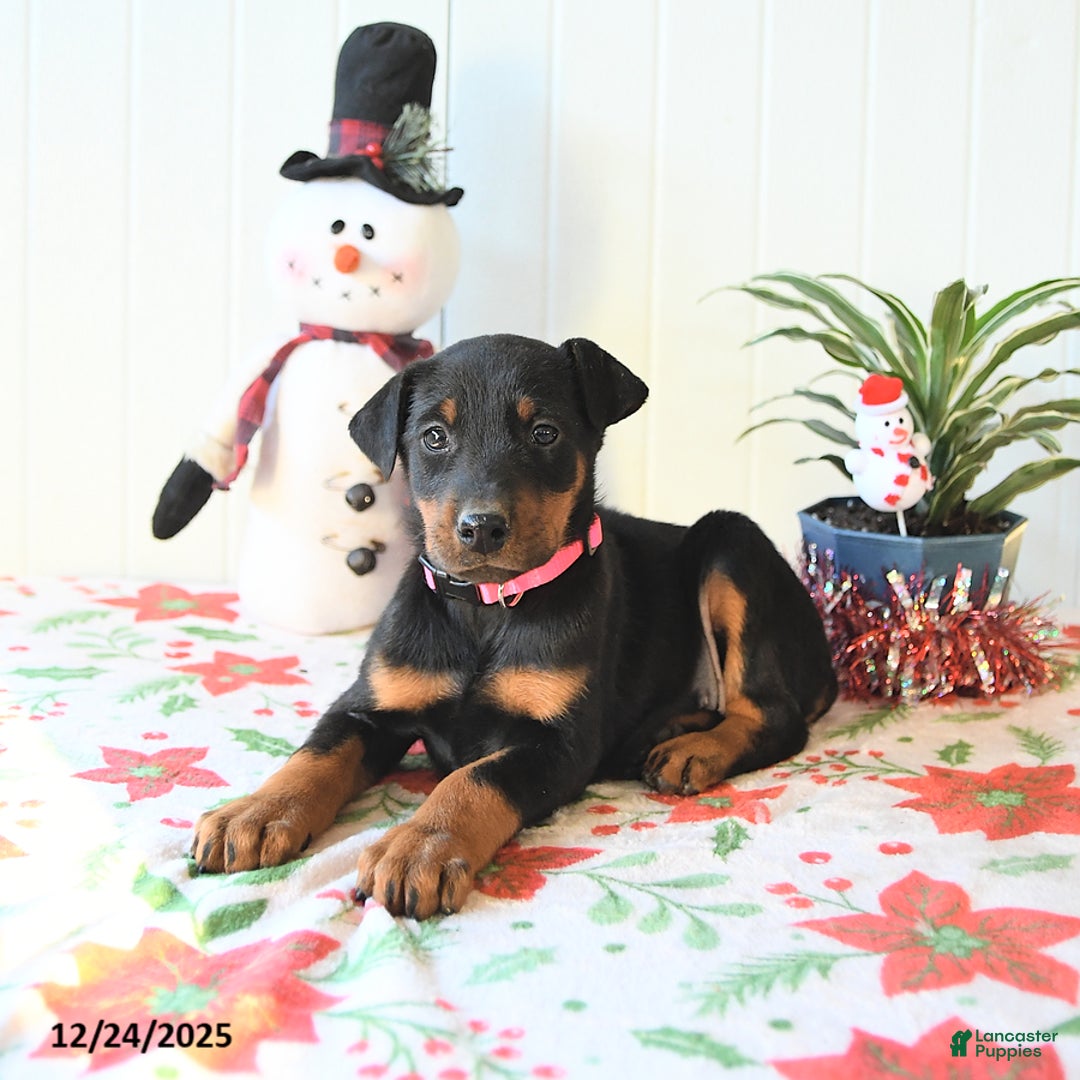 Doberman Pinscher dogs for sale: Becca - Ad 3