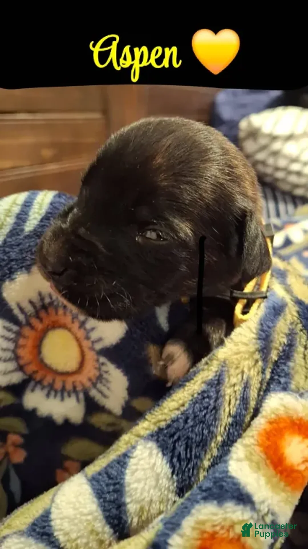 English Mastiff dogs for sale: Aspen, Brindle English Mastiff Puppy - Ad 2