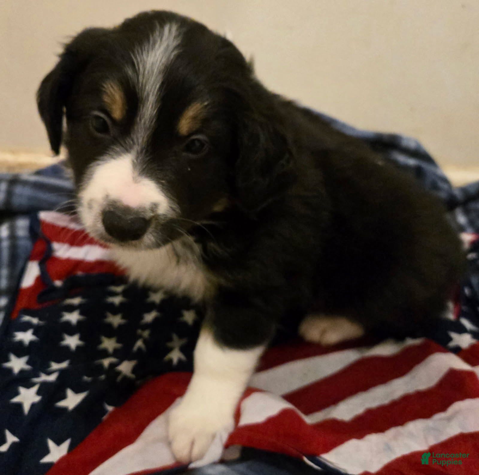 Border Collie dogs Jack - Ad 34