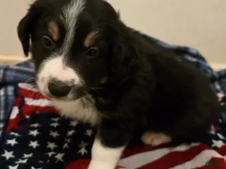 Border Collie dogs Jack - Ad 34